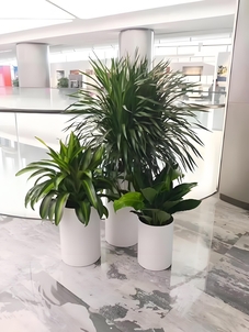 宁波海曙花木租赁设计，点亮空间新魅力！